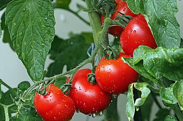 Farma Bezdínek na Karvinsku vybudovala skleník pro rajčata a energocentrum